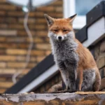 حضور روباه شکارچی در یکی از پرترددترین میدان‌های تهران + ویدئو