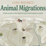 طولانی‌ترین مهاجرت‌های حیات وحش؛ پرستوی شمالگان با ۹۶,۰۰۰ کیلومتر در صدر