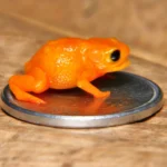 کشف وزغ مینیاتوری با ظاهری شبیه به کدو حلوایی با نام رئیسجمهور برزیل کشف وزغ مینیاتوری با ظاهری شبیه به کدو حلوایی با نام رئیسجمهور برزیل