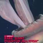 ویدئویی دیدنی از شبح ۱۰ متری مخوف در اعماق اقیانوس ویدئویی دیدنی از شبح ۱۰ متری مخوف در اعماق اقیانوس