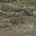 عملیات نفس‌گیر نجات فیل گرفتار در گل و لای