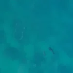 حتی بزرگ‌ترین شکارچیان اقیانوس هم از نهنگ‌های قاتل می‌ترسند!