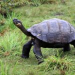 ۵ حیوانی که می‌توانند ۲۰۰ تا ۵۰۰ سال زندگی کنند!