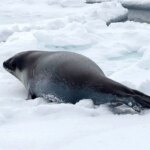 اولین تصاویر زیرآبی از کوچک‌ترین فُک قطبی دنیا