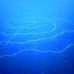 قدبلندترین موجود کره زمین در اعماق اقیانوس