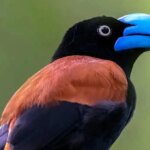 وانگای کلاهخودی؛ غول زیبای ماداگاسکار در قاب دوربین