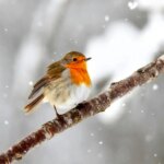 پرندگان چگونه از سرمای زمستان جان سالم به‌در می‌برند؟