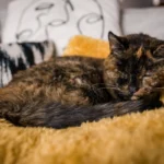 پیرترین گربه جهان به نام «فلوسی» با ۳۰ سال سن رکورد گینس خود را بهبود بخشید