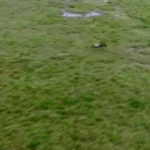 تصاویر هوایی از تعقیب نفس‌گیر گوزن یالدار توسط یوزپلنگ‌