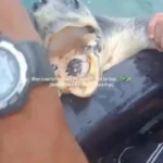 ویدئویی از نجات لاک‌پشت دریایی که تحسین‌برانگیز شد