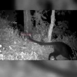 ویدئوی کمیاب و دیدنی از دو پلنگ سیاه در یک قاب