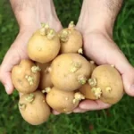 آیا مصرف سیب‌زمینی سبز و جوانه زده برای سلامتی مضر است؟