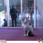 برگزاری آیین اختتامیه فجر چهل‌وچهارم در تالار وحدت