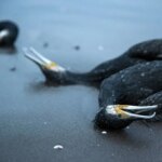 کشتار دسته جمعی باکلان‌ها؛ رد آزار بر تن آن‌ها