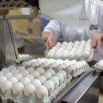 ممنوعیت صادرات تخم‌مرغ لغو شد