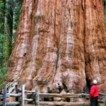۱۰ تصویر خیره‌کننده از غول پیکرترین درختان دنیا