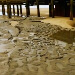 کشف ردپاهای ۸۰۰ هزار ساله انسان‌