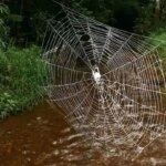این عنکبوت سازنده بزرگ‌ترین و مقاوم‌ترین تار طبیعی جهان است