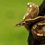 مارهایی که یک سال غذا نمی خورند!