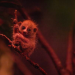 نوزاد بامزه یک حیوان در حال انقراض به جدیدترین پدیده اینترنتی تبدیل شد + ویدیو