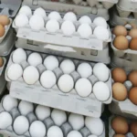 قیمت جدید تخم‌مرغ اعلام شد + ۲۱ بهمن ۱۴۰۴